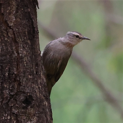 Climacteris affinis at Splitters Creek, NSW - 15 Nov 2025 by MichaelWenke