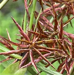 Cyperus lucidus (Leafy Flat Sedge) at Monga, NSW - 19 Nov 2025 by JaneR