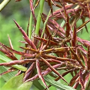 Cyperus lucidus (Leafy Flat Sedge) at Monga, NSW - Yesterday by JaneR