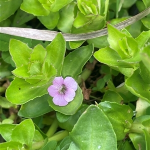 Gratiola peruviana (Australian Brooklime) at Monga, NSW - Yesterday by JaneR