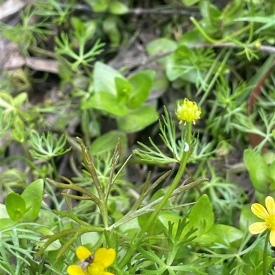 Ranunculus inundatus (River Buttercup) at Monga, NSW - Yesterday by JaneR