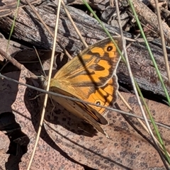 Heteronympha merope (Common Brown Butterfly) at Forde, ACT - 16 Nov 2025 by chriselidie