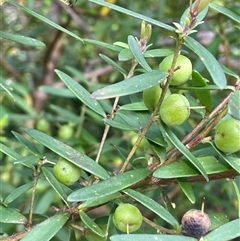 Persoonia mollis subsp. budawangensis at Monga, NSW - 19 Nov 2025 by JaneR