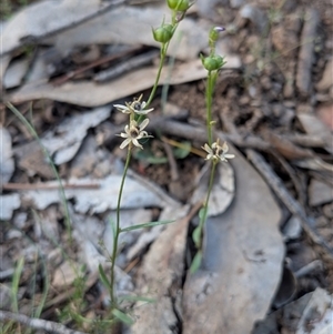 Unverified Plant at Forde, ACT - 16 Nov 2025 by chriselidie