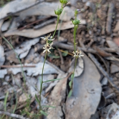 Unverified Plant at Forde, ACT - 16 Nov 2025 by chriselidie