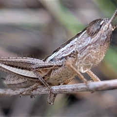 Unverified Grasshopper (several families) at Forde, ACT - 16 Nov 2025 by chriselidie