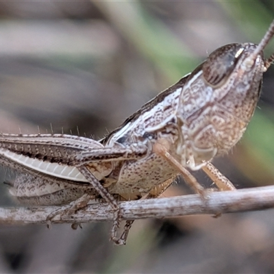 Unverified Grasshopper (several families) at Forde, ACT - 16 Nov 2025 by chriselidie