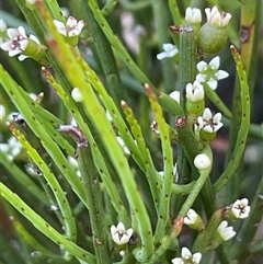 Choretrum pauciflorum at Monga, NSW - 19 Nov 2025 by JaneR