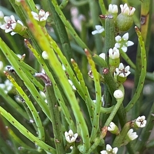 Choretrum pauciflorum at Monga, NSW - Yesterday by JaneR