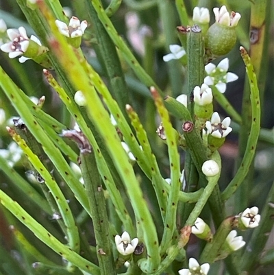 Choretrum pauciflorum at Monga, NSW - 19 Nov 2025 by JaneR