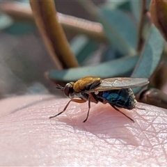Unverified True fly (Diptera) at Forde, ACT - 16 Nov 2025 by chriselidie