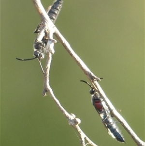 Euryglossa ephippiata by Curiosity