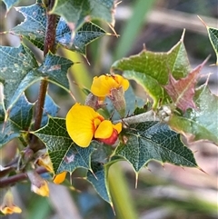 Podolobium ilicifolium at Monga, NSW - 19 Nov 2025 by JaneR