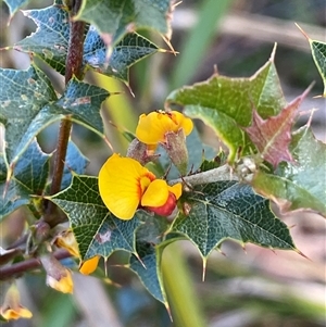 Podolobium ilicifolium at Monga, NSW - Yesterday by JaneR