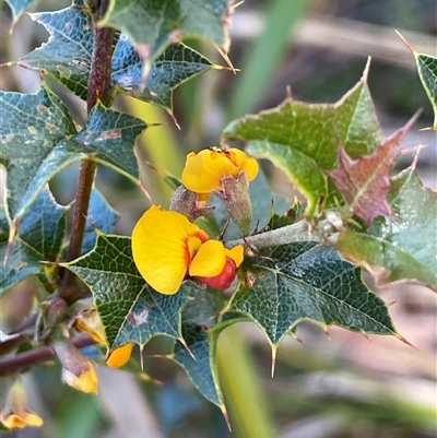Podolobium ilicifolium at Monga, NSW - 19 Nov 2025 by JaneR