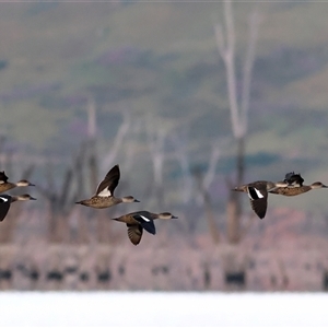 Anas gracilis at Tallangatta, VIC - 16 Nov 2025 by MichaelWenke