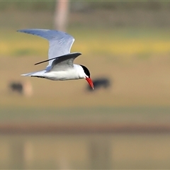 Thalasseus bergii at Tallangatta, VIC - 16 Nov 2025 by MichaelWenke