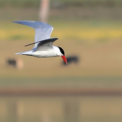 Thalasseus bergii at Tallangatta, VIC - 16 Nov 2025 by MichaelWenke