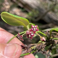 Vincetoxicum barbatum at Monga, NSW - 19 Nov 2025 by JaneR