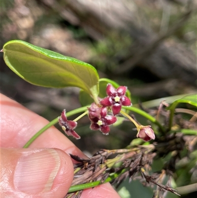 Vincetoxicum barbatum at Monga, NSW - 19 Nov 2025 by JaneR