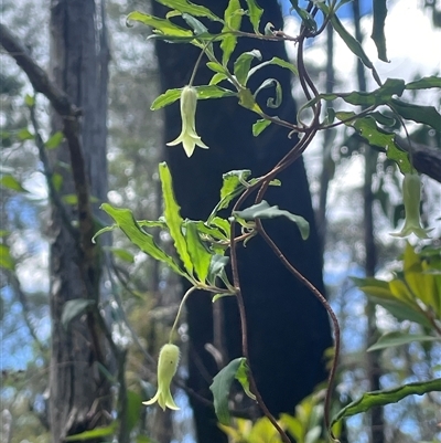 Billardiera scandens (Hairy Apple Berry) at Monga, NSW - 19 Nov 2025 by JaneR