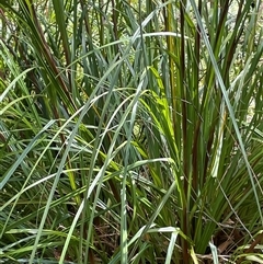Gahnia clarkei (Tall Saw Sedge) at Monga, NSW - 19 Nov 2025 by JaneR