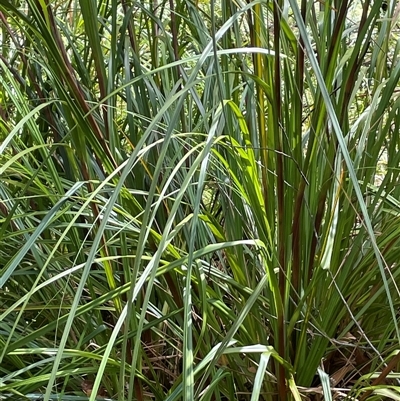 Gahnia clarkei (Tall Saw Sedge) at Monga, NSW - 19 Nov 2025 by JaneR