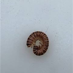 Unverified Millipede (Diplopoda) at Bonython, ACT - 17 Nov 2025 by GG