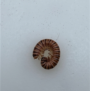 Unverified Millipede (Diplopoda) at Bonython, ACT - 17 Nov 2025 by GG