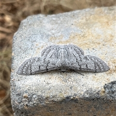 Crypsiphona ocultaria (Red-lined Looper Moth) at Bonython, ACT - 17 Nov 2025 by GG