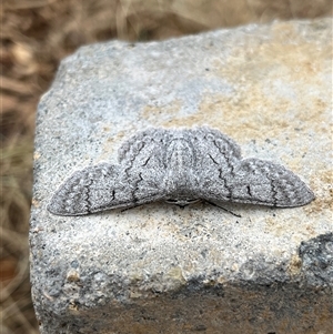 Crypsiphona ocultaria (Red-lined Looper Moth) at Bonython, ACT - 17 Nov 2025 by GG