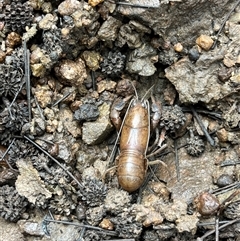 Cherax destructor at Bonython, ACT - 17 Nov 2025 by GG
