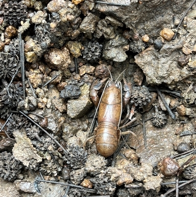 Cherax destructor at Bonython, ACT - 17 Nov 2025 by GG