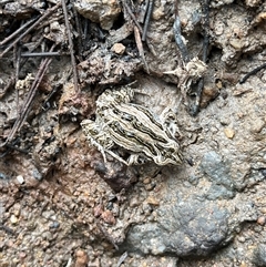 Crinia sp. (genus) (A froglet) at Bonython, ACT - 17 Nov 2025 by GG