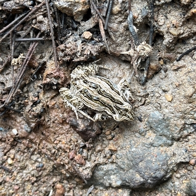 Crinia sp. (genus) (A froglet) at Bonython, ACT - 17 Nov 2025 by GG