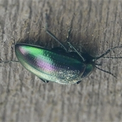 Chalcopteroides cupripennis at Hall, ACT - 19 Nov 2025 by Anna123