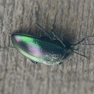 Chalcopteroides cupripennis at Hall, ACT - 19 Nov 2025 by Anna123