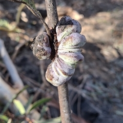Eucalyptus insect gall by Dron
