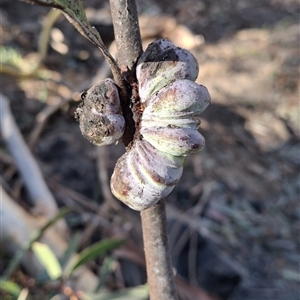 Eucalyptus insect gall by Dron