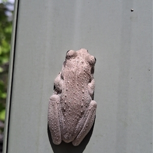 Litoria peronii (Peron's Tree Frog, Emerald Spotted Tree Frog) at Mongarlowe, NSW - 20 Nov 2025 by Dron