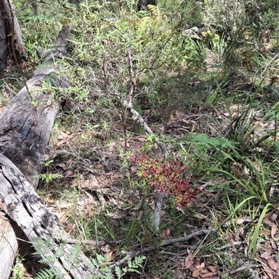 Unverified Plant at  - suppressed by Dron