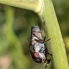 Stomorhina subapicalis (A snout fly) at Franklin, ACT - 18 Nov 2025 by chriselidie