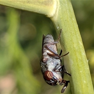 Stomorhina subapicalis (A snout fly) at Franklin, ACT - 18 Nov 2025 by chriselidie