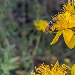 Unverified Bee (Hymenoptera, Apiformes) at Franklin, ACT - 18 Nov 2025 by chriselidie
