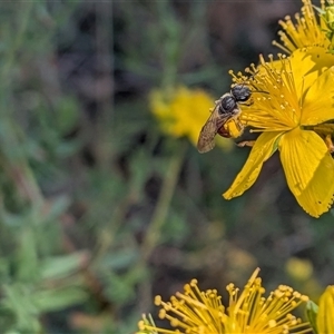 Unverified Bee (Hymenoptera, Apiformes) at Franklin, ACT - 18 Nov 2025 by chriselidie