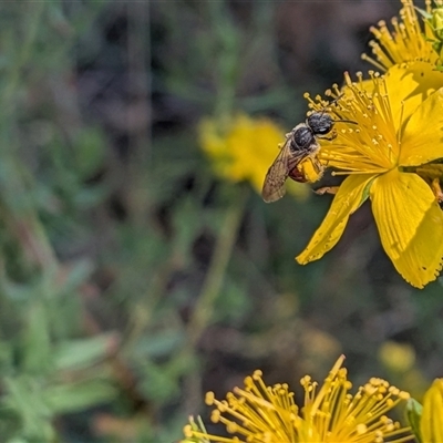 Unverified Bee (Hymenoptera, Apiformes) at Franklin, ACT - 18 Nov 2025 by chriselidie