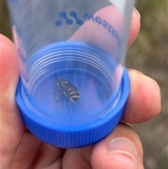 Unverified Bee (Hymenoptera, Apiformes) at Campbell, ACT - 19 Nov 2025 by KaiDewPHD
