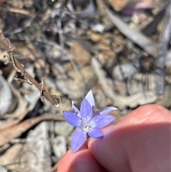 Wahlenbergia sp. at Oaks Estate, ACT - 19 Nov 2025 by KaiDewPHD