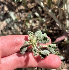 Unverified Plant at Oaks Estate, ACT - 19 Nov 2025 by KaiDewPHD