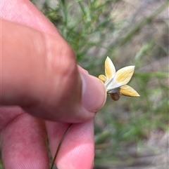 Wahlenbergia luteola at Red Hill, ACT - 13 Nov 2025 by KaiDewPHD